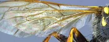 Media type: image;   Entomology 13760 Aspect: Wing hind